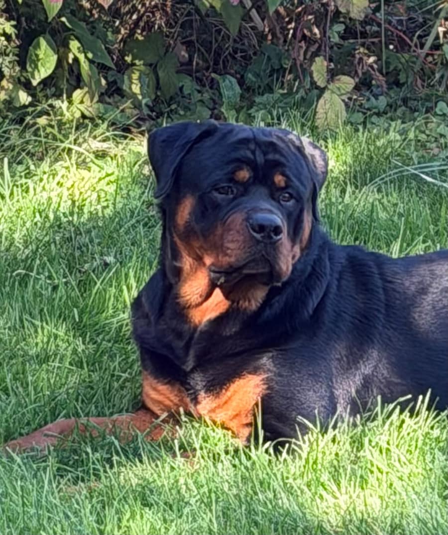 Frank the Rottweiler lying on the grass in the sun